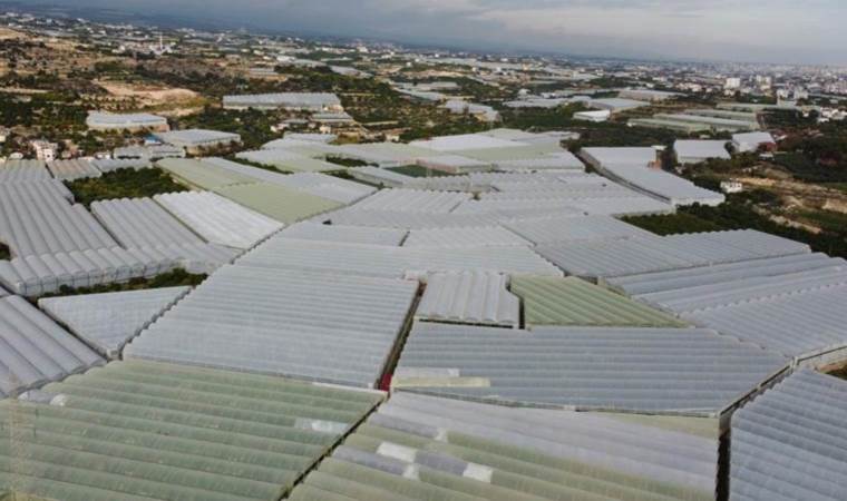 Mersin’de hasat başladı: Yerlisi 18, ithali 80 TL