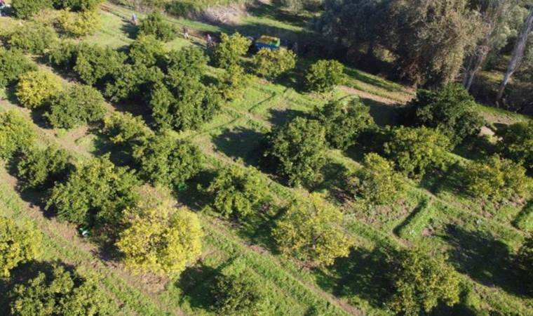 Havran Ovası’nda hasat başladı: Tadıyla, kokusuyla tescilli lezzet… 20 bin ton ürün elde edildi
