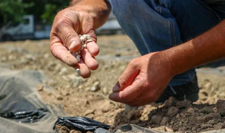 Çandır fasulyesi üreticiye can oldu