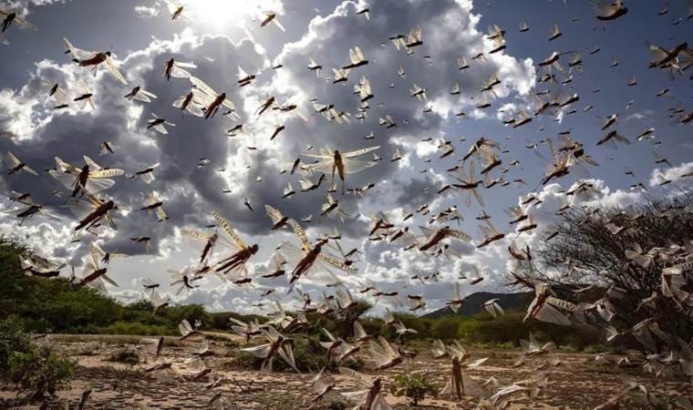 Dünyanın dört bir yanındalar… Dev çekirge sürüleri neyin habercisi?