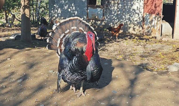 Ana yadigarı hindi yılbaşında kesilmek yerine emekli edildi