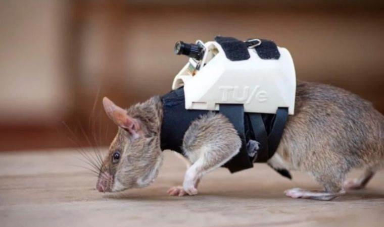 Farelerden gelen deprem umudu: Sırt çantalı kahramanlar hayat kurtaracak