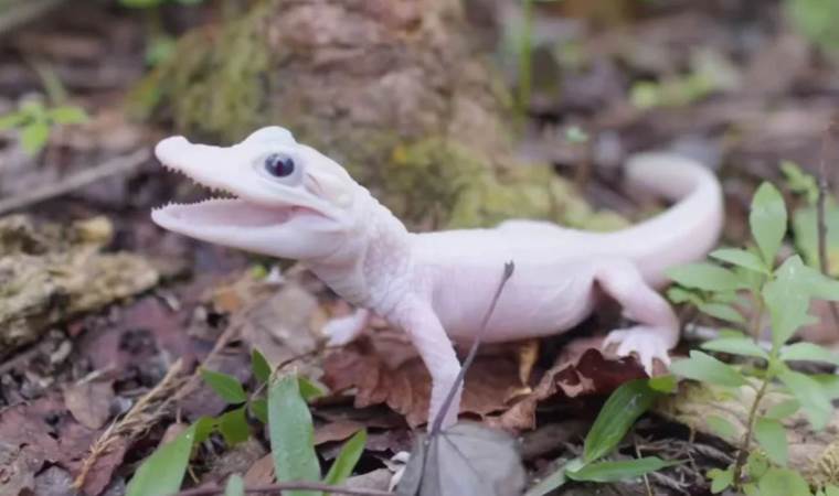 Dünyanın ”en nadir timsahı” doğdu