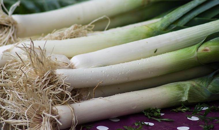 Verimli pırasa hasadı başladı: Samsunlu çiftçiler pazar sıkıntısıyla karşı karşıya