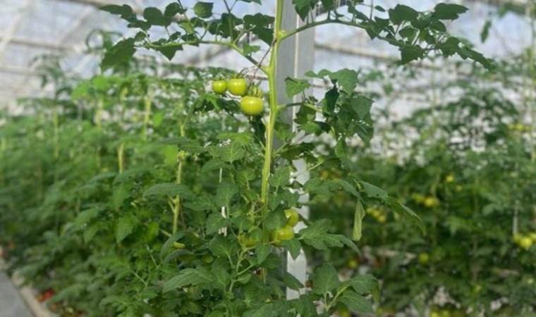 Jeotermal tarımda ilk hasat:  776 bin 567 alanda hayata geçirildi