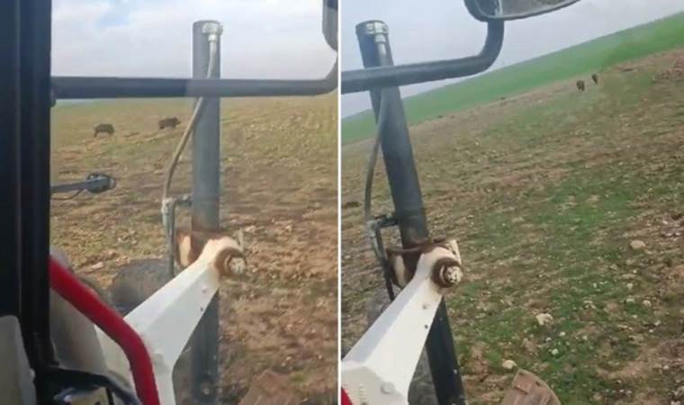 Sınırda ilk kez görüldü: Domuzları iş makinesiyle kovaladı