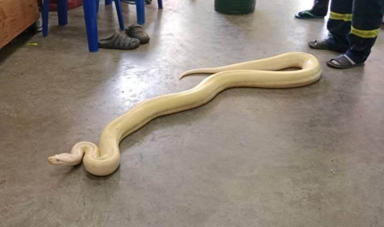 4 metrelik dev piton sokakta bulundu