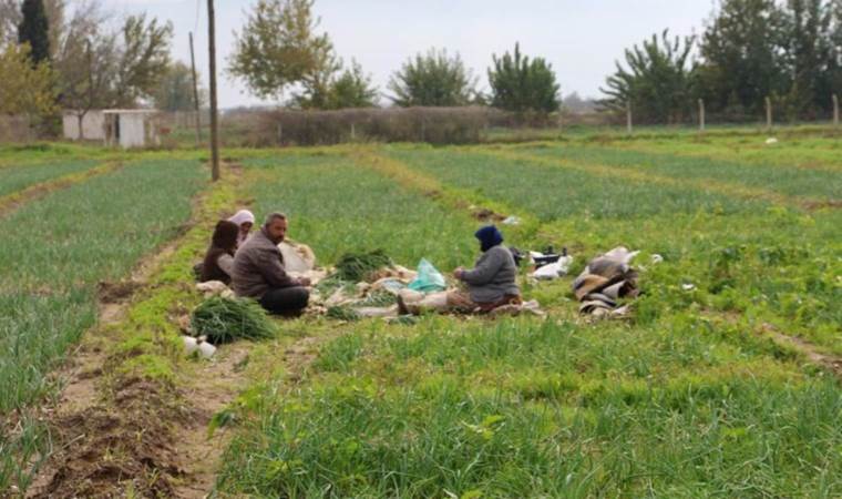 Acarlar’da hasadın acelesi yok! Tarlada bahara kadar sahibini bekleyebilir…