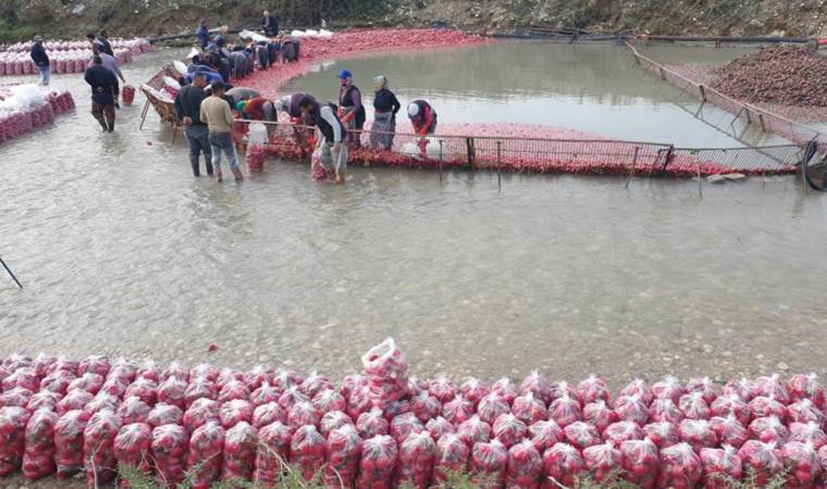 Savrun Çayı’nda toplanıyor! Hasadı 4 ay sürüyor… 160 bin ton rekolte bekleniyor