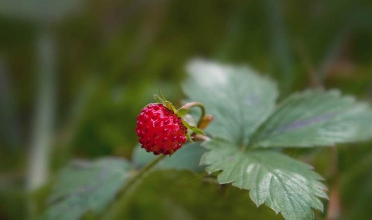 Ciltteki siğil ve aknelerin düşmanı mucizevi besin: ‘Dağ Çileği’