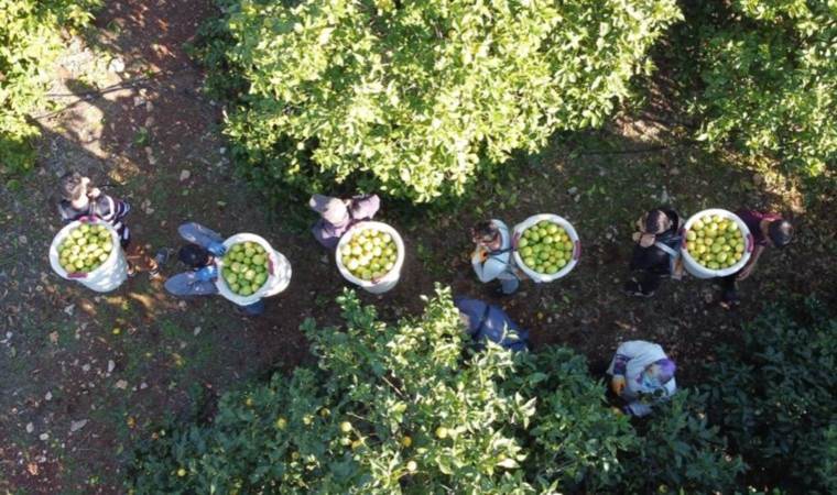 Mersin’de hasat başladı: 60 ülkeye ihracat ediliyor! Bahçede 5 TL