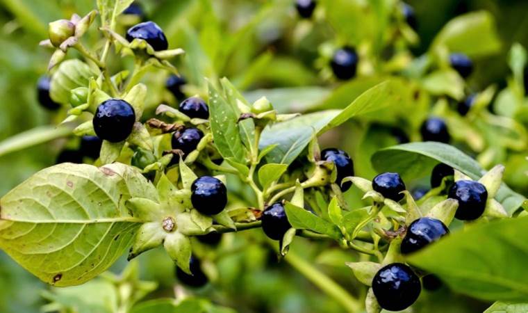 Bu otu yiyen hastaneye koştu! 1 ayda 30 kişi zehirlendi… Yoğun bakımda yatanlar var!