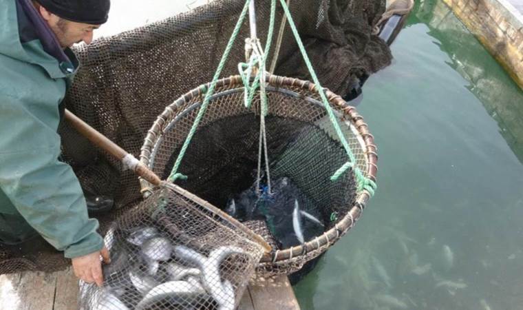 Denizi olmayan kentten onlarca ülkeye… 4 bin ton somon ihraç ediliyor!