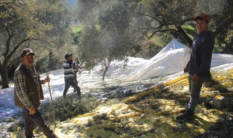 Aydın’da rekolte düşük: Üreticiler bu yıl zeytin değil altın topluyor