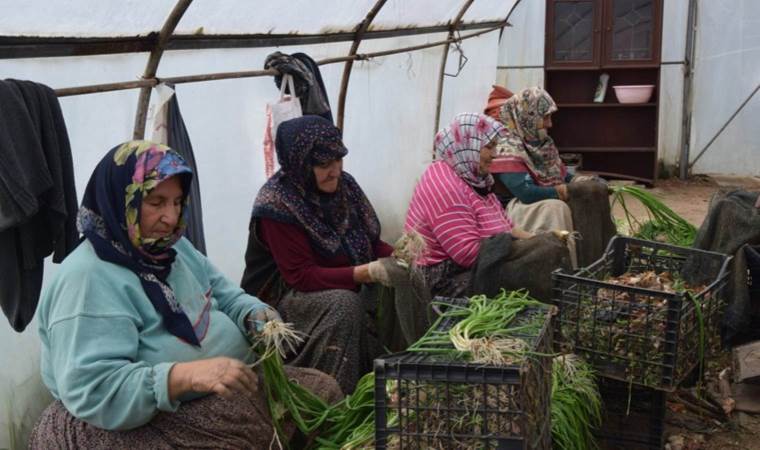 Bilecikli kadınlar elleri ile temizliyor:  Yılda 5 bin 400 ton üretiliyor… A vitamini kaynağı!
