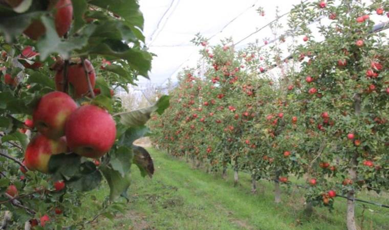 Karaman’da yılın son hasadı yapıldı: Markette fiyatı 4 katı