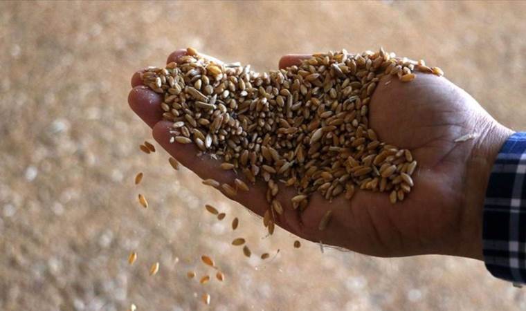 Geliştirilen yeni tohumlar ile verim 3 kat arttı! Dönüm başına 800 kilo rekolte…