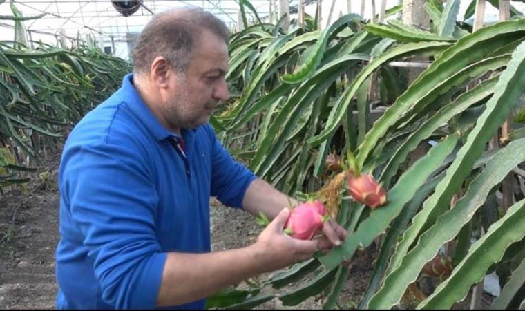 İnternette gördü, üreticisi oldu! Güney Amerika meyvesini Bilecik’te yetiştirmeye başladı…