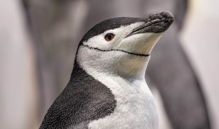 Bazı penguenler yumurtalarını beklerken ‘dört saniyelik mikro uykularla dinleniyor’