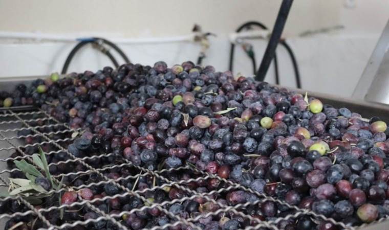 Osmancık’ta ilk: 20 yıldır zeytin yetiştiriyor, yağını ilk defa çıkardı