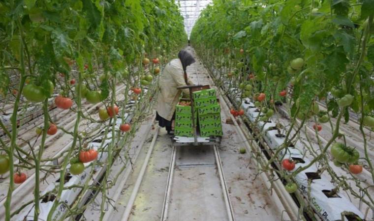 Sorgun’da hasat 4 mevsim sürüyor! Yılda 800 ton üretim…