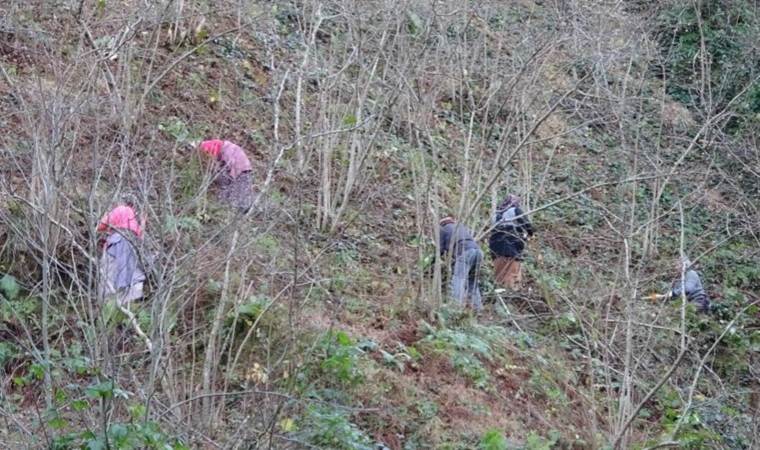 Karadeniz’in geçim kaynağı! Dekar başına verim 3 katı artıyor… Bu yöntemleri deneyin!