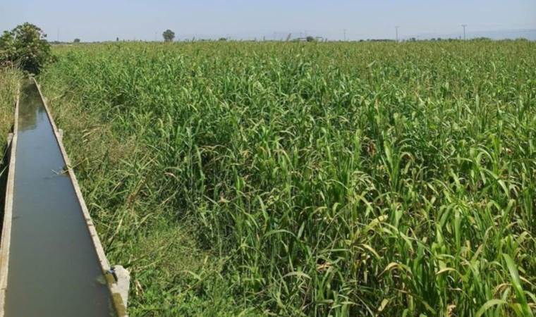 Alternatif olarak yetiştirildi, ilk hasatta 7,5 ton verim elde edildi