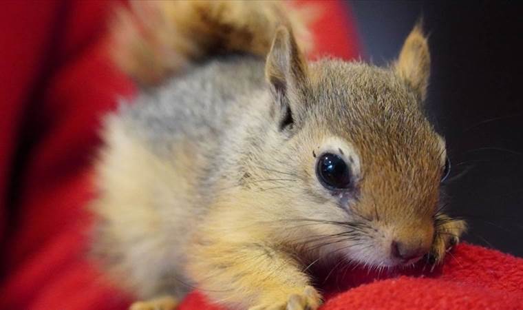 Japonya’dan ‘sincap’ kararı: Zarar verenler itlaf edilecek