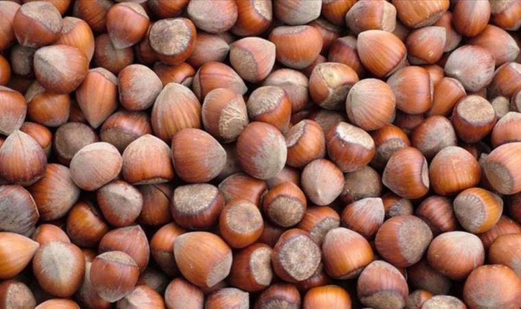 Türkiye’den 3 ayda 572 milyon dolarlık fındık ihracatı