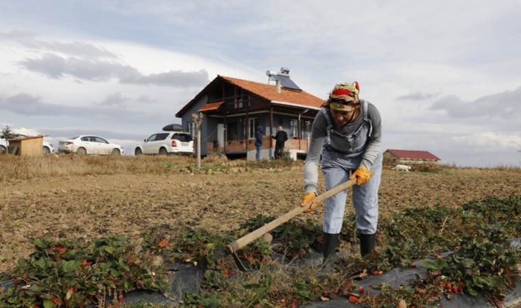 İstanbul’u terk etti,  Samsun’da hiçbir şey bilmeden tarımla uğraşmaya başladı! Şimdi siparişlere yetişemiyor…