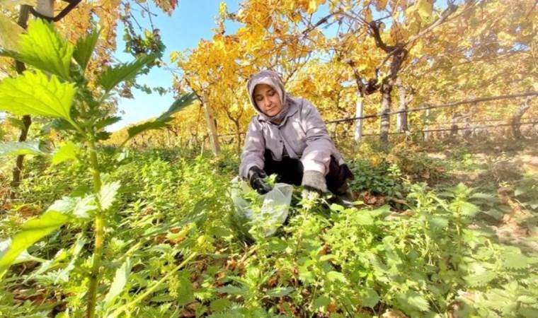 Gözlemenin vazgeçilmezi! Ev hanımları doğadan topluyor…