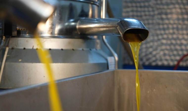 Kilis’te hasat başladı: Rekolte düşük, verim yüksek! Litre fiyatı 220 TL