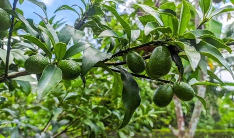 Tükenmişliğe iyi gelen 5 besin: Enerjinizi geri kazanın