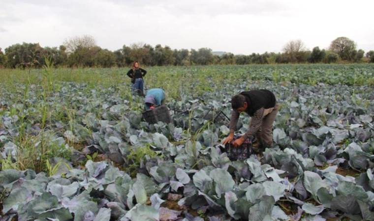 Aydın’da hasat başladı: Tarlada 6, markette 19 TL! Üst solunum yolu enfeksiyonlarına karşı kalkan görevi görüyor