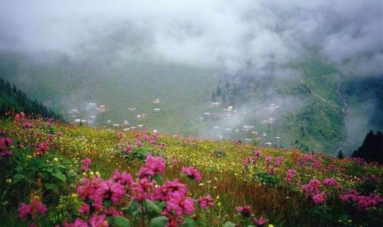 Tescilli lezzet 2 bin 300 rakımda yetişiyor… Kilosu 2 bin 500 lira