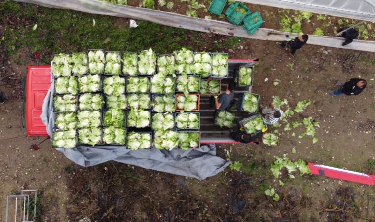 Sakarya’da hasat başladı:  47 milyon kökün 39 milyonu İstanbul’a gönderiliyor…