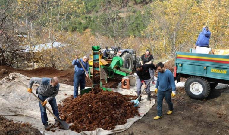 Kışın vazgeçilmez lezzetini hastalık vurdu, rekolte düştü! Örtülü kuyularda saklanıyor…