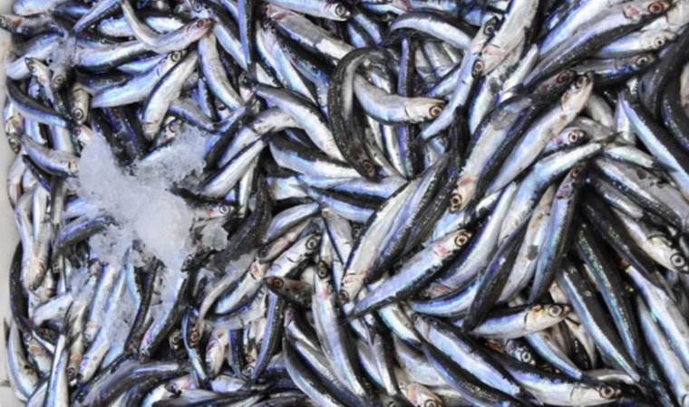 Ordu’da düzenlenen festivalde 10 ton hamsi tüketildi