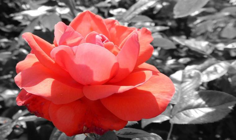 Sinestezi sırları açığa çıktı: Kokular renklerin farklı görünmesini sağlıyor