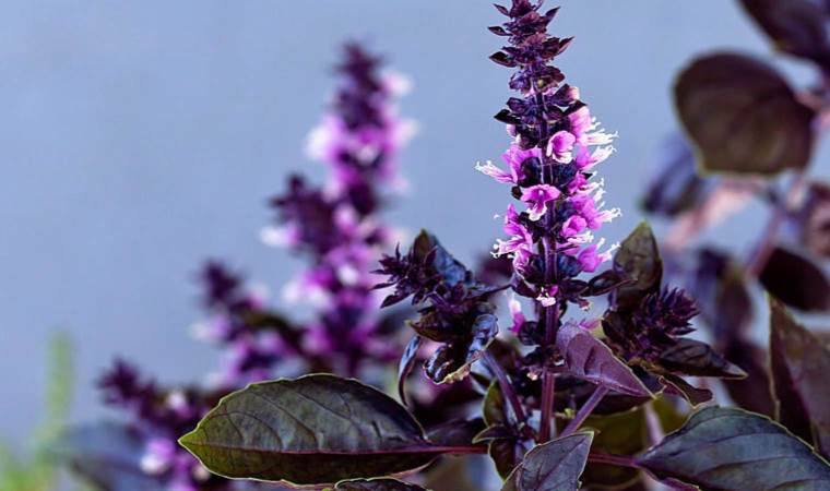 Bu bitkinin kokusu bile faydalı! Binlerce yıldır ilaç olarak kullanıldı… Tüm mide ağrılarınızı kesecek