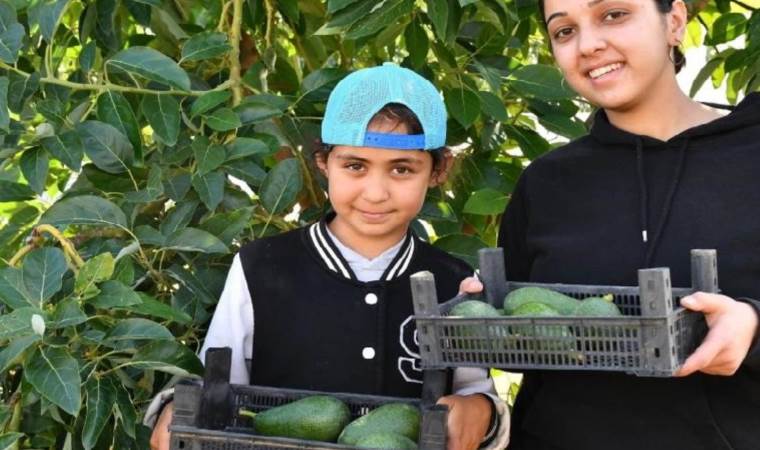 Mersin’de hasat başladı: 150 bin lira üzerinde gelir…