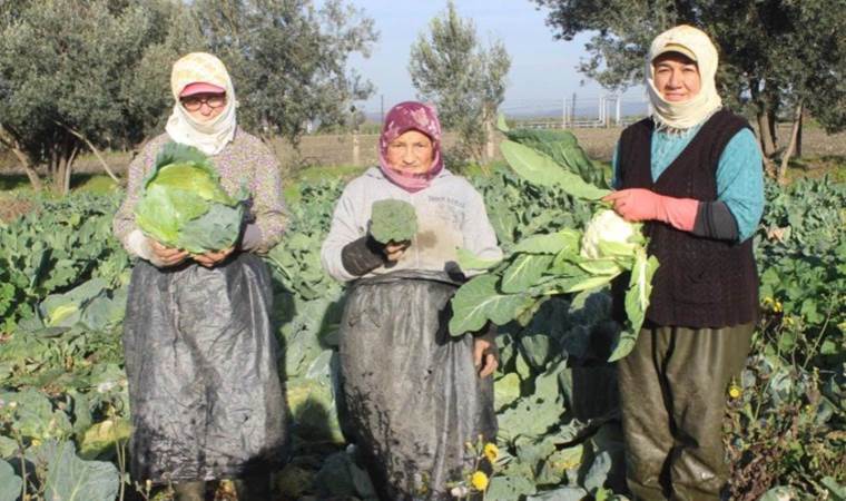Salihli Ovası’nda üretim 12 ay sürüyor: Vitamin, mineral ve posa bakımından zengin….