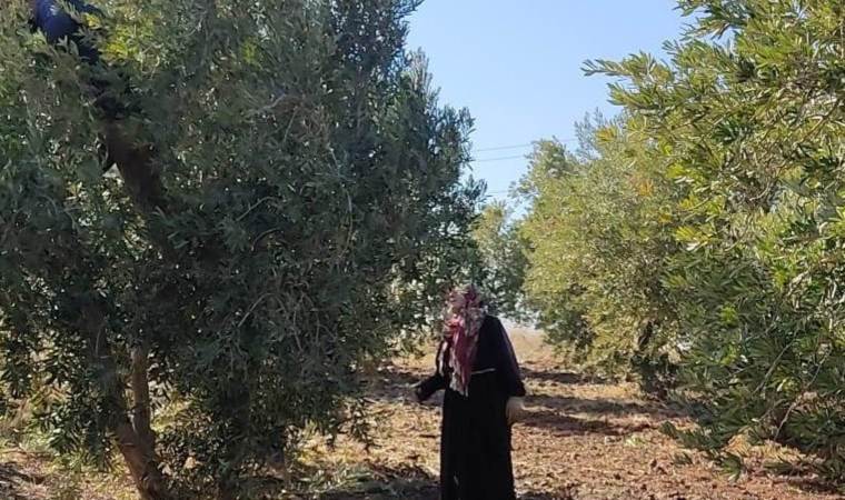 İslahiye’de 18 bin 700 dekarlık alanda hasat