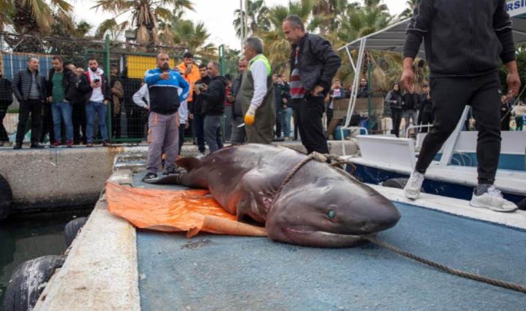 Mersin’de köpekbalığı kıyıya vurdu… Nesli tehlike altında tür olduğu belirlendi