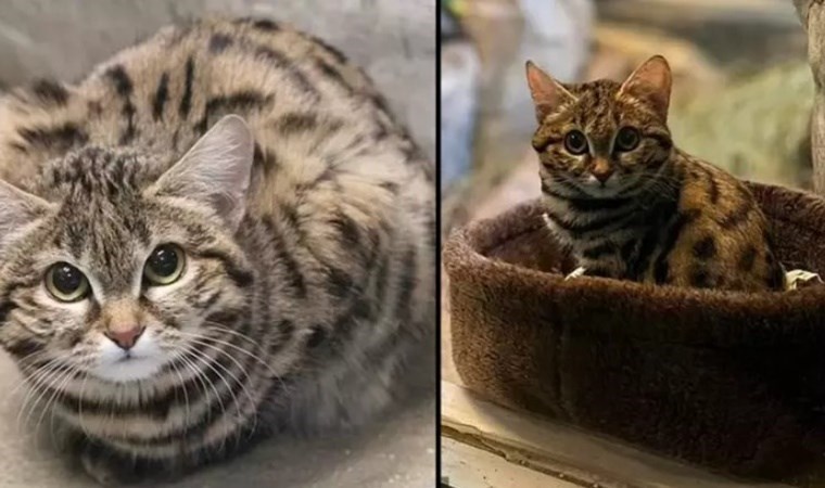 ‘Dünyanın en ölümcül kedisi’ yeni evine yerleşiyor