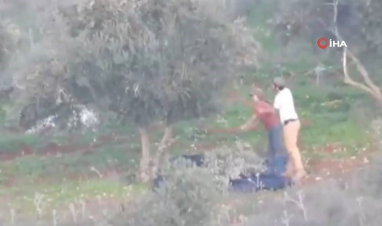 Yahudi yerleşimciler Filistinlilere ait zeytinleri çaldı