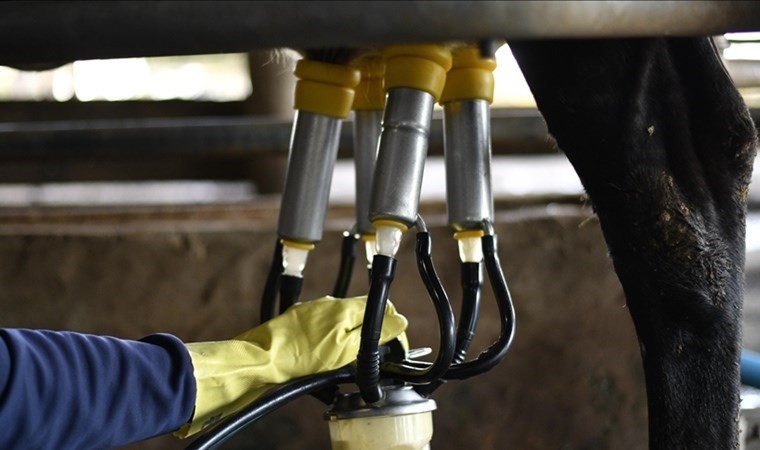 TÜİK açıkladı: Toplanan süt miktarı ve beyaz et üretimi azaldı