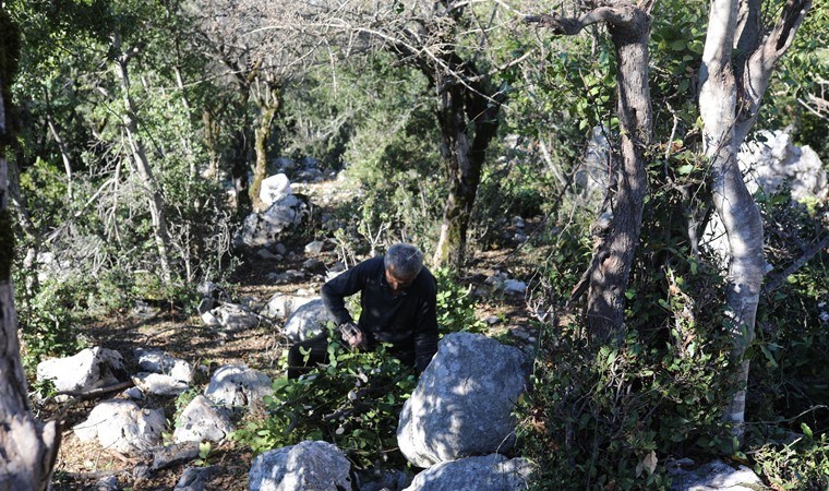 Osmaniye’de zorlu mesai başladı: İşçiler günde 1500 lira kazanıyor