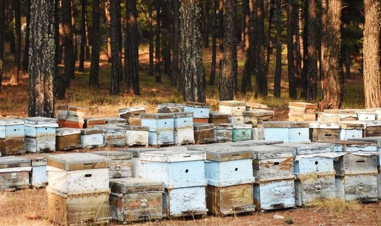 Muğla’da ‘Arıcılık Enstitüsü’ kurulması için kanun teklifi