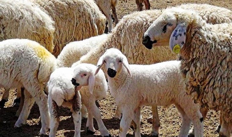 Annesinin reddettiği kuzu ‘Aykız’ı veterineri biberonla besliyor